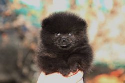 Pomeranian Yavrular 1