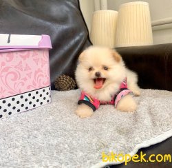 SAFKAN ORJİNAL POMERANİAN BOO YAVRULAR 4