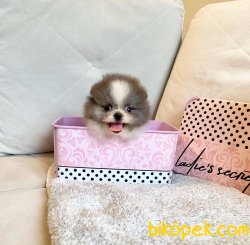 Blue-Beyaz Boo Pomeranian Yavrular 1