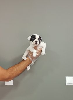 French Bulldog Yavrular 3