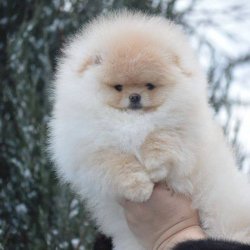 TEDDY BEAR AYI SURAT POMERANİAN IRK GARANTİLİ 1