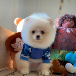 Güncel PomeranianBoo Oğlumuz 2