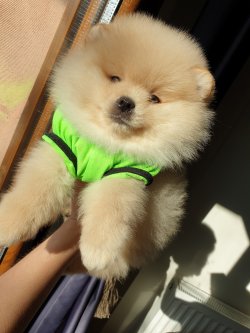 Orjinal Pomeranian Boo Yavrularımız 2