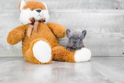 Blue French Bulldog Yavruları 3