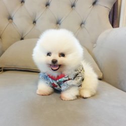Orjinal Pomeranian Boo Yavrularımız 5