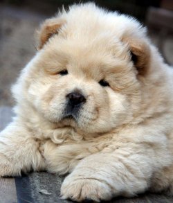 Satılık Chow Chow Yavruları 1