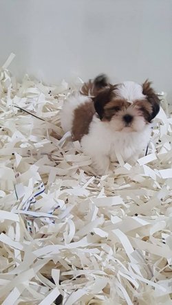 Kalite Ve Güvenin Tek Adresinden SHIH TZU  Yavrulari 3
