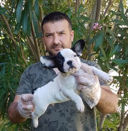 Satılık Fransız Bulldog Yavru Köpekler 1
