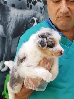 BORDER COLLIE YAVRULAR 3