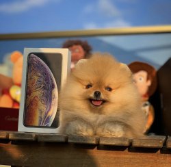 Yeni Gelen TeddyBear PomeranianBoo Yavrularımızdan 4