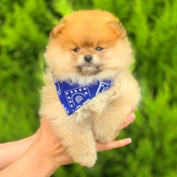 Pasaportlu Karneli Pomeranian Boo Yavrularımız 4