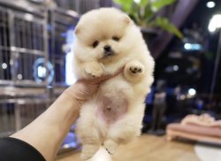 Pomeranian Boo Irk Garantili Ayicik Tipi Yavrular 2