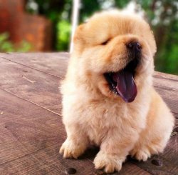 Satılık Beyaz ( Krem ) Chow Chow Çi̇n Aslanı Yavruları 2