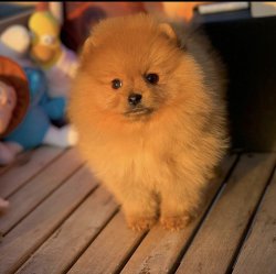 Yeni Gelen TeddyBear PomeranianBoo Yavrularımızdan 4