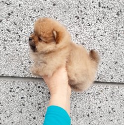 En Iyi Fiyatlı Pomeranian 2