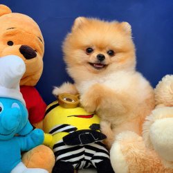 Scr/fcı Sertifikalı Pomeranian Boo Yetişkinlerimizden 3