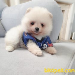 Pomerınıan Boo Yavrularımız 3