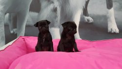 Kalite Ve Güvenin Tek Adresinden PUG Yavrulari 2