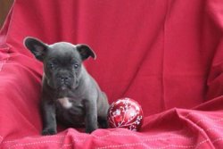 Blue French Bulldog Yavrularımız 1