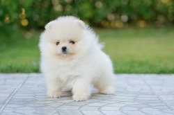 İrk Garantili Pomeranian Boo Yavrularimiz 1