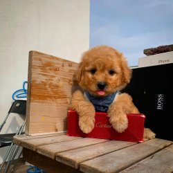 Yeni Gelen Poodle Yavrularımızdan 3