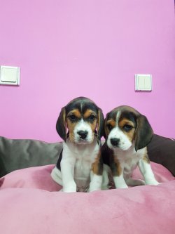 Beagle Yavrularımız Sizler İçin 1