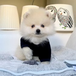 Pomeranian Boo AB Pasaportlu Yavrularımız 5