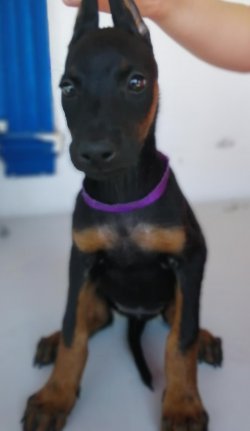 Muhteşem Doberman Yavruları 5