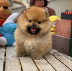 Irk Ve Sağlık Garantili PomeranianBoo Yavrularımızdan 2