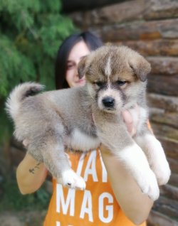 Özel Japon Akita Yavrularımız 3