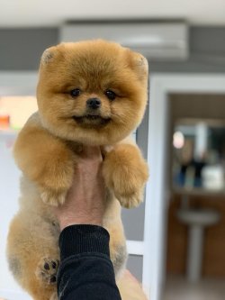 Satılık Pomerian Bo Yavrusu 1