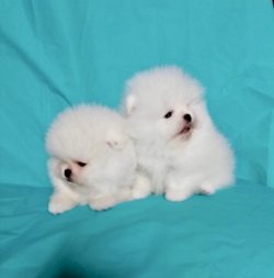Pomeranian Boo Teacup Yavrularımız 2