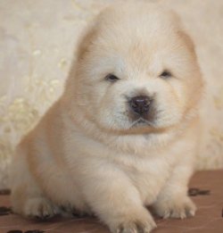 Chow Chow Yavruları 2