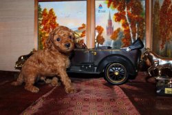 MİNYATÜR VE TOY POODLE RED VEYA APRİCOT YAVRULAR 2