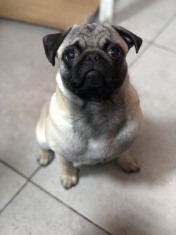 7 Aylık Pug Mobs 1