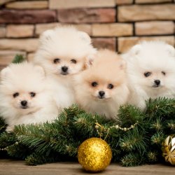 TEDDY BEAR AYI SURAT POMERANİAN BOO DOG YAVRU VE YETİŞKİNLER 1