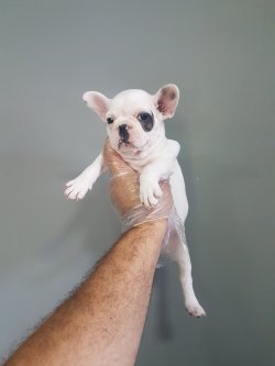 French Bulldog Yavrularımız Özel Renk 2