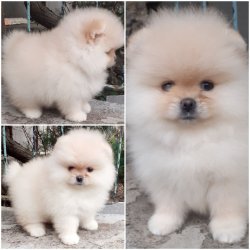 POMERANİAN BOO DOG YAVRU VE YETİŞKİNLER 2