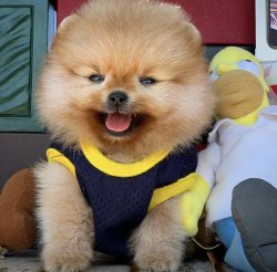 Yarışma Düzeyi PomeranianBoo Yavrularımız 4