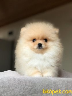 Dünya Tatlısı Pomeranian Yavrularımız 1