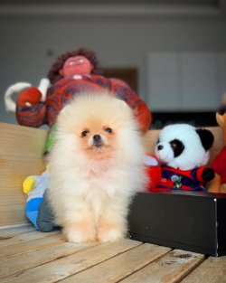 Yarışma Düzeyi PomeranianBoo Oğlumuz 3