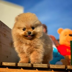 Mükemmel Tüy Yapısına Sahip Pomeranian Yavrularımız 1