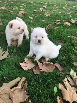 Satılık Chow Chow Yavrular 1