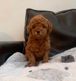 RED TOY POODLE YAVRULAR 2