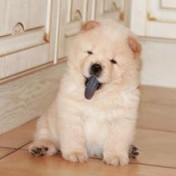 Chow Chow Çi̇n Aslanı Yavrularımız Afyonkarahisardan 3