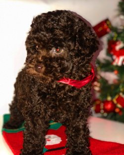 Tüy Dökmeyen Nadir Bulunan Dişi Toy Poodle Yavrumuz 4