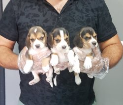 Beagle Yavrularımız 1