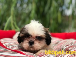 Shih Tzu Yavrularımız 5