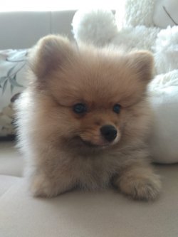 A Kalite Mükemmel Pomeranian Yavrulari 3