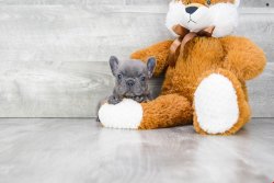 Blue French Bulldog Yavruları 1